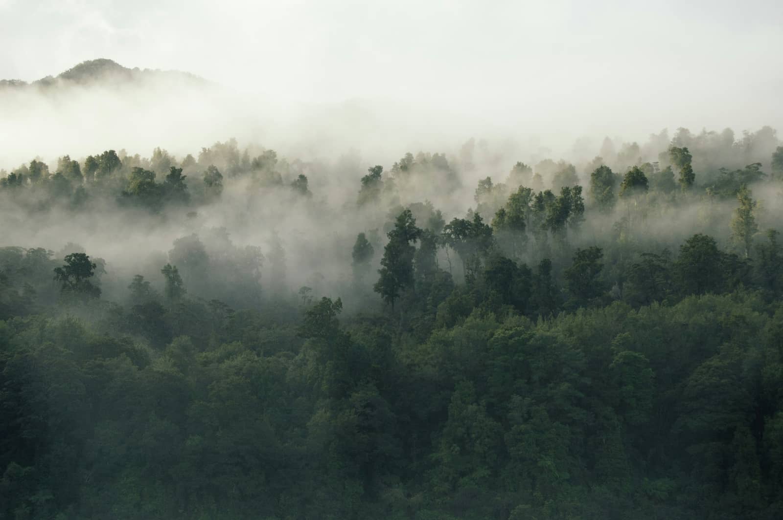 Forêt de sapins dans la brume, au lever du jour